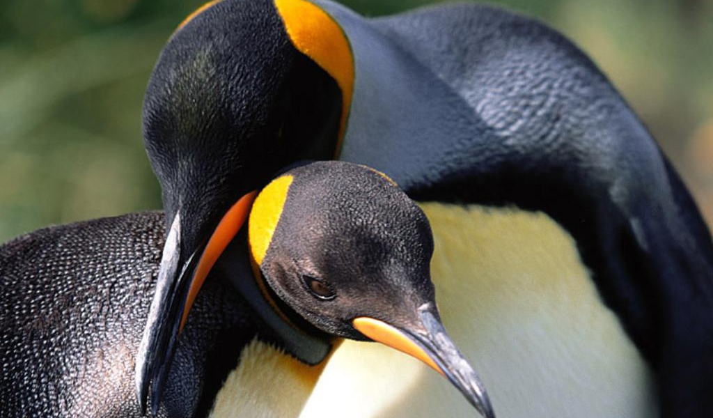Пингвины