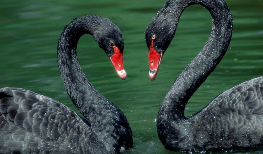 Чёрные лебеди