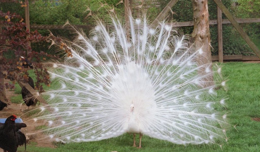 Белый павлин