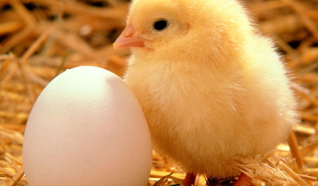 Циплёнок и яйцо