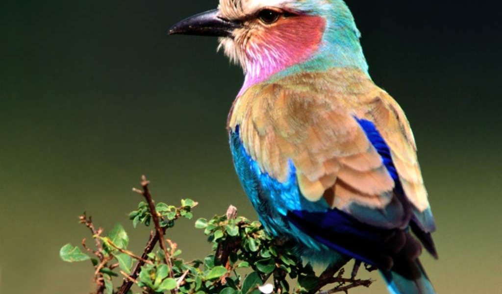 Птичка на ветке