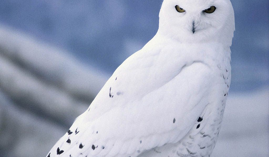 Сова альбинос