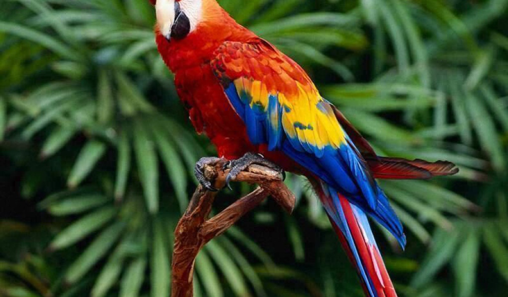 Попугай на ветке