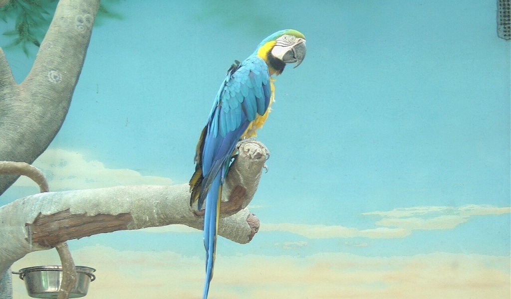 Попугай джунгли