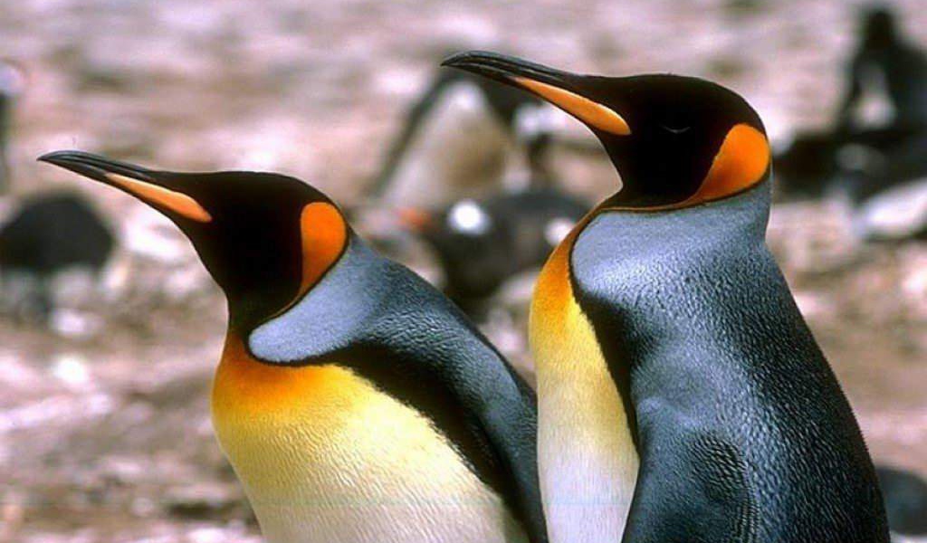 Пингвины