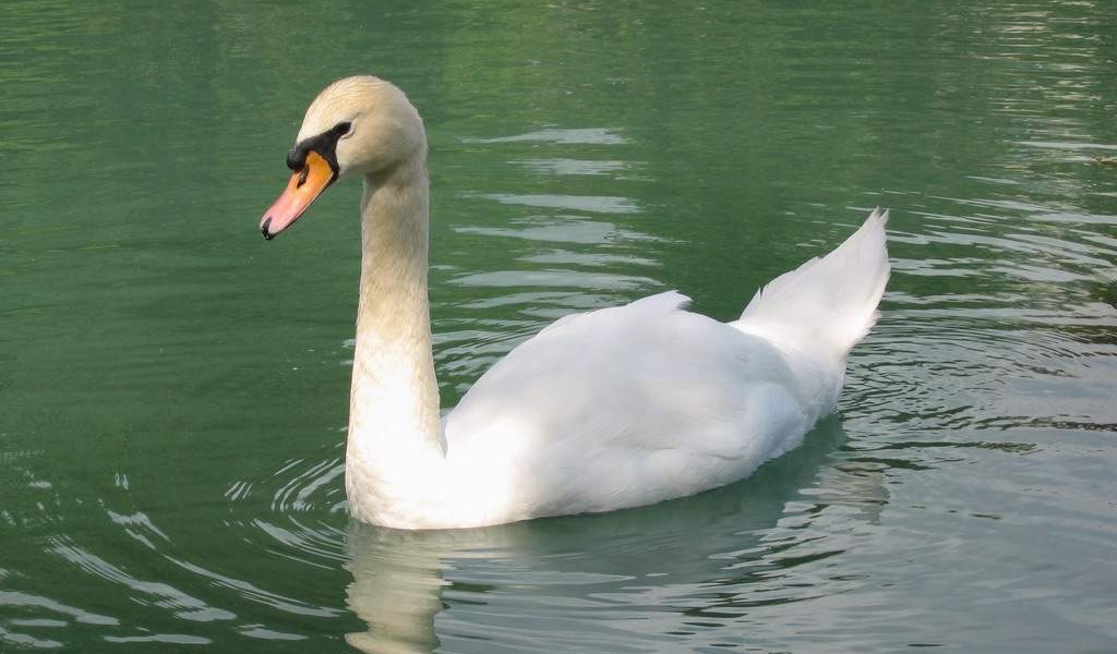 Белый лебедь