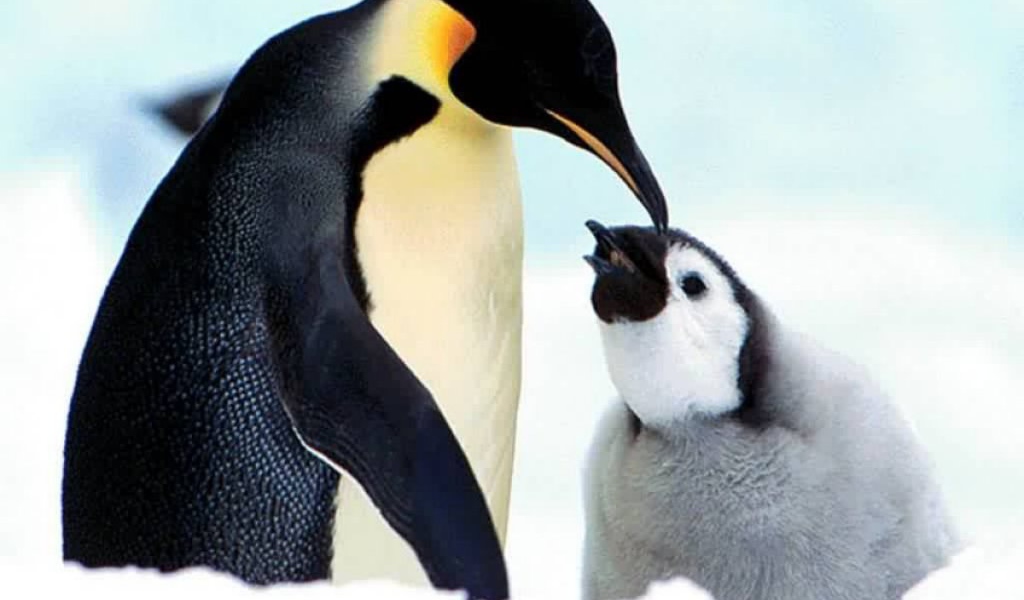 Пингвинёнок и мать