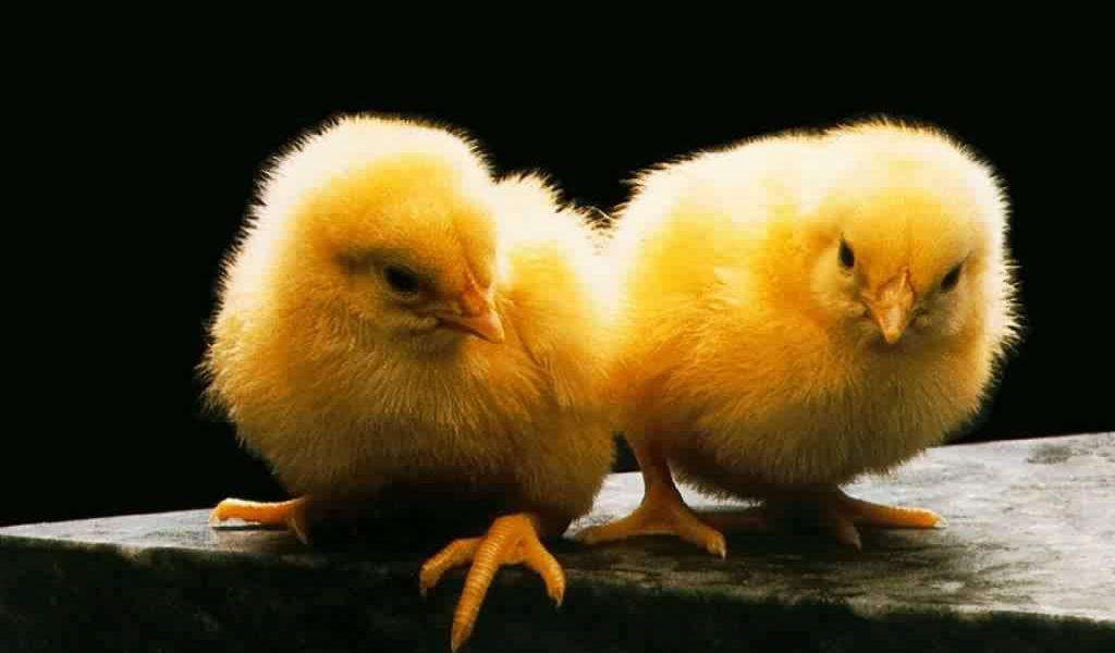 Жёлтые циплята