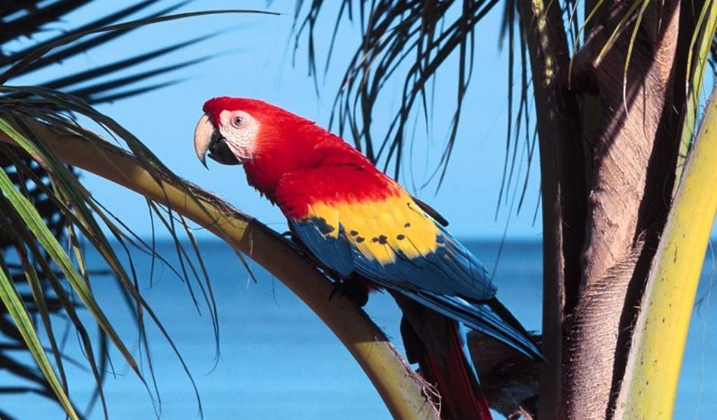 Большой попугай