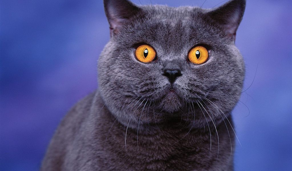 Взгляд кошки