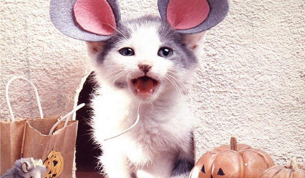 Смешная кошка