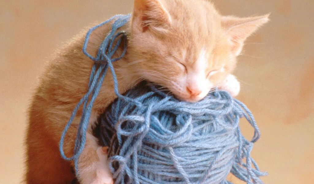 Котёнок и клубок