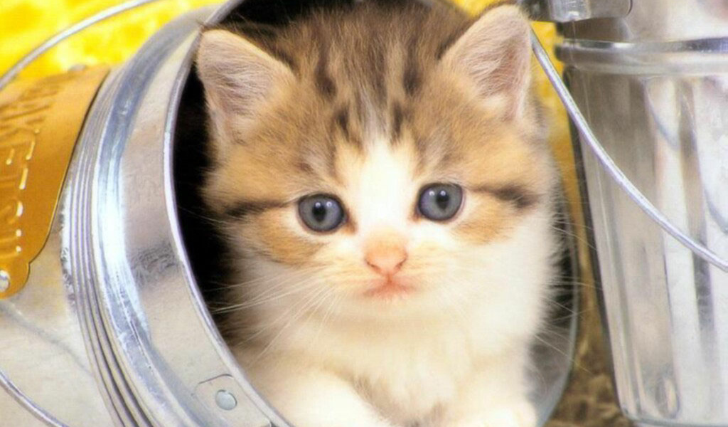 Котёнок в банке