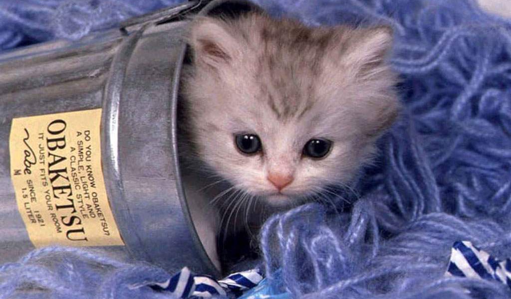 Котёнок с черными глазками