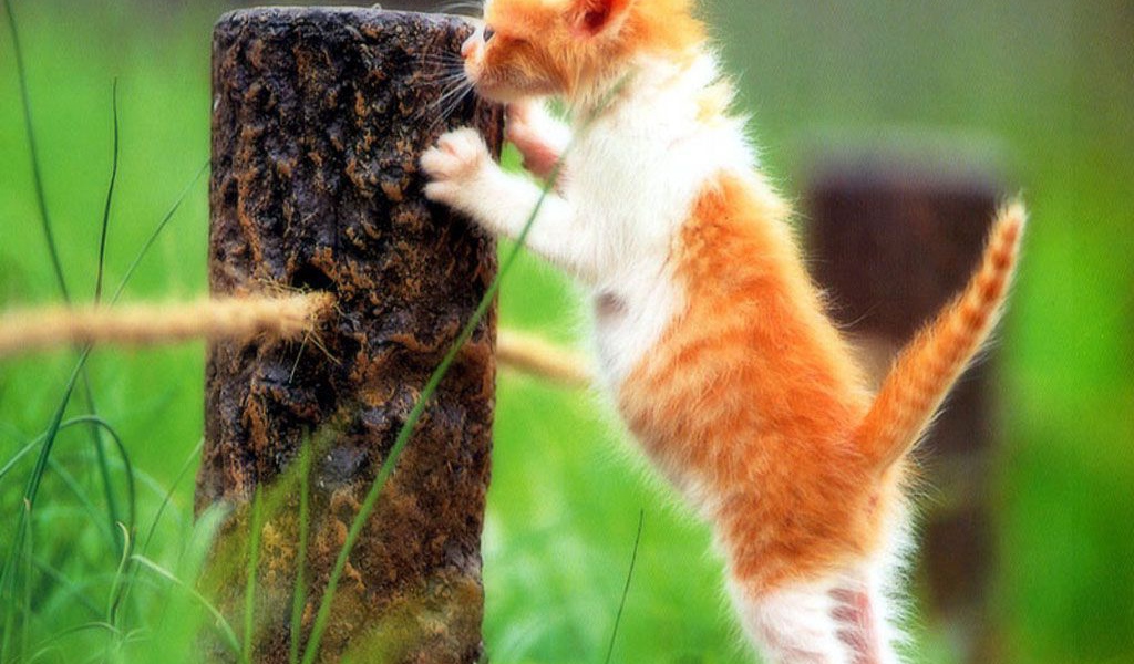 Рыжий котёнок