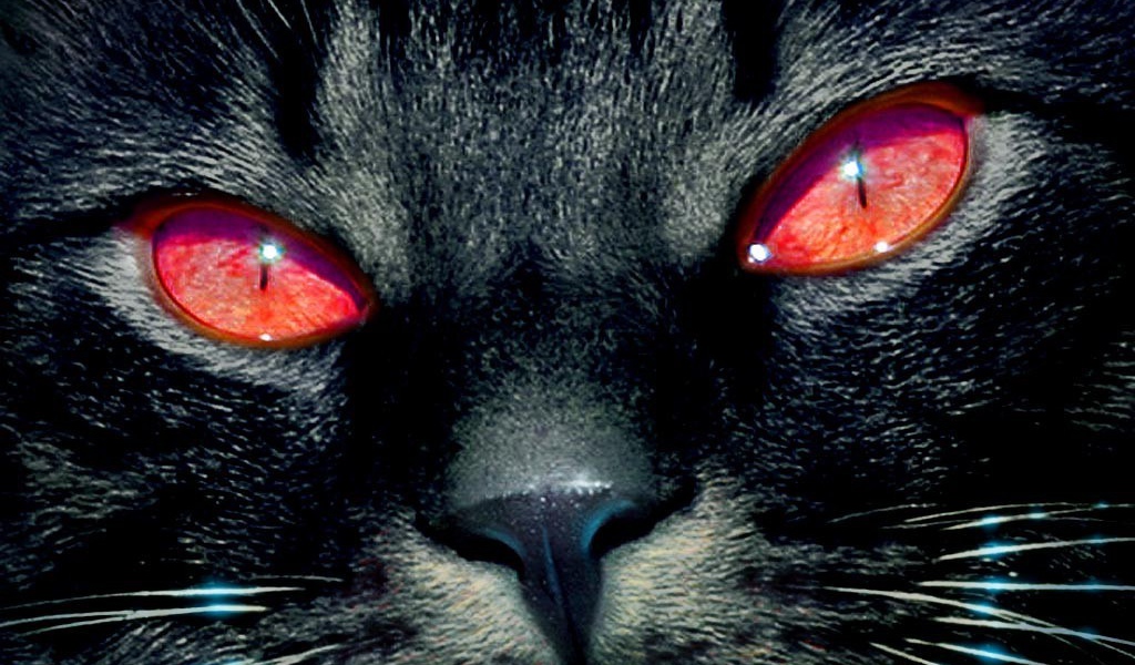 Светящиеся глаза кошки