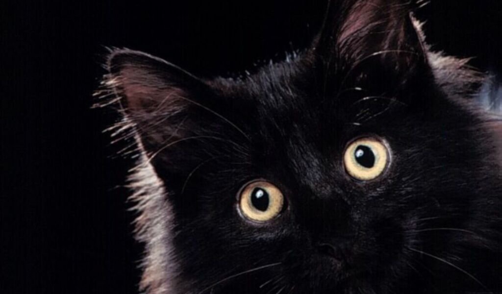 Пушистая чёрная кошечка