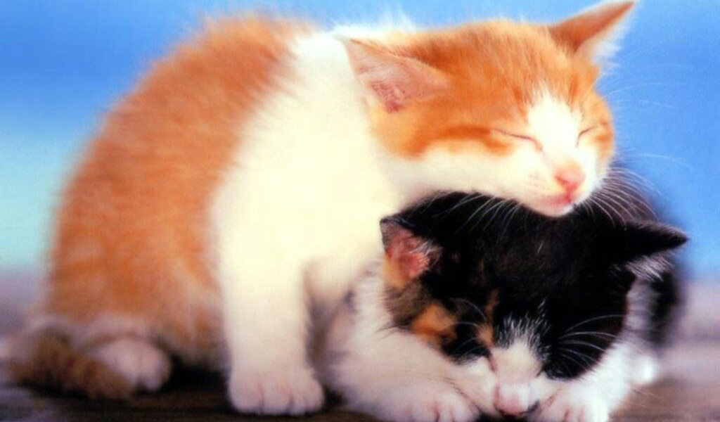 Два маленьких котёнка