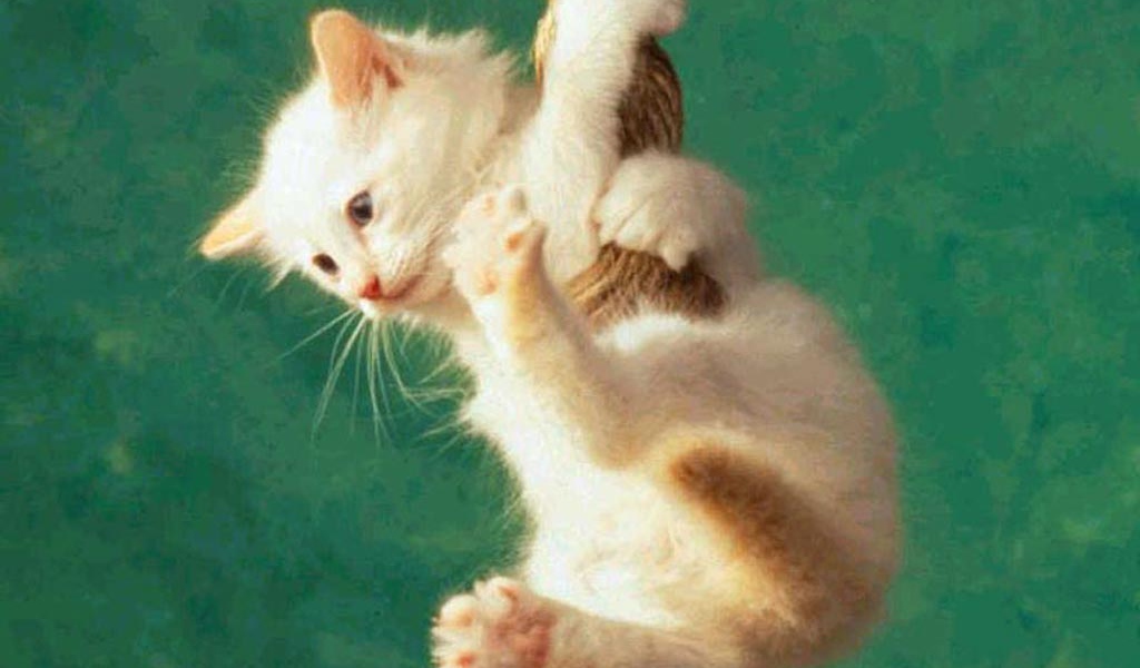 Белый котёнок