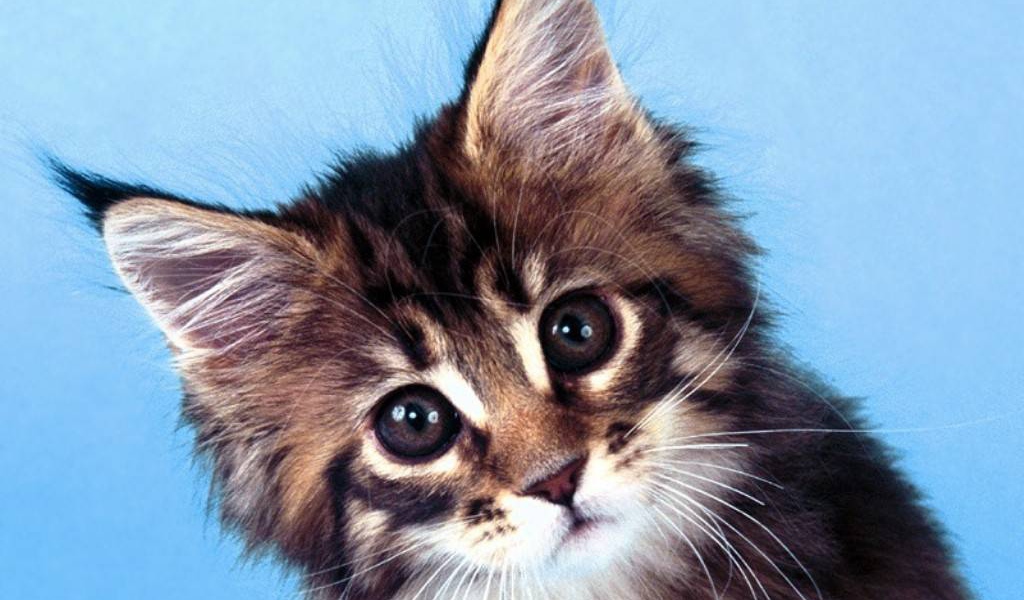 Картинка с котиком