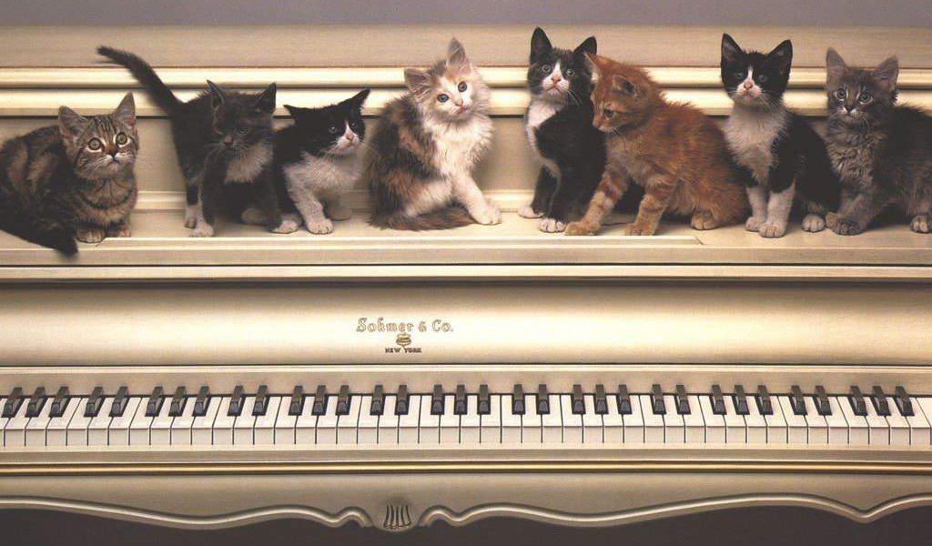 Котята на пианино