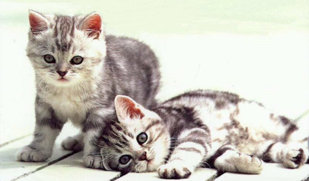 Серые котята