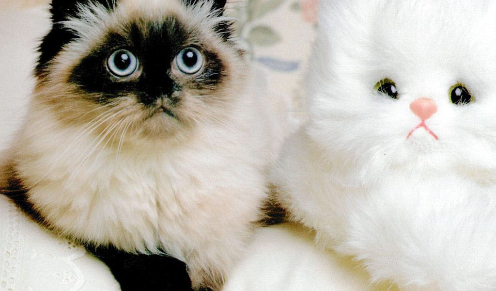 Два смешных котёнка