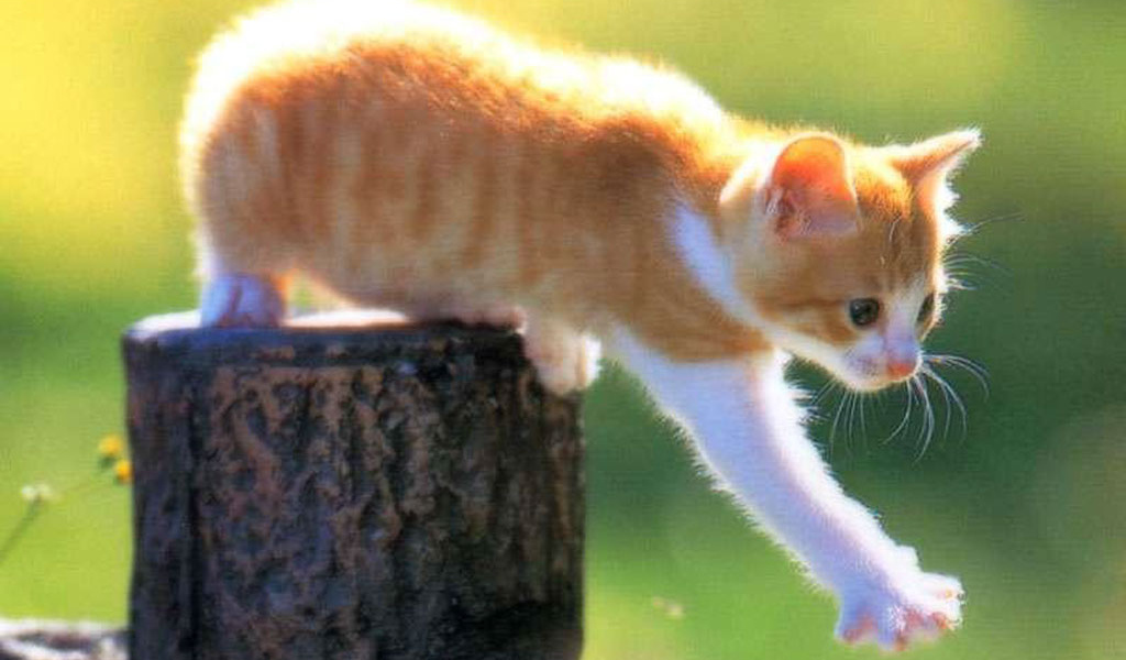 Рыжий котёнок