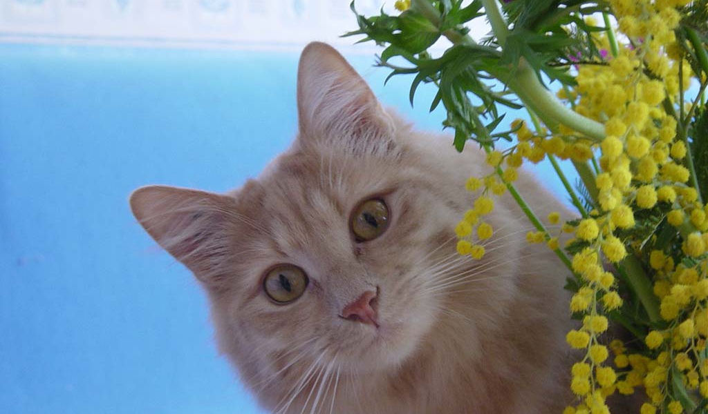 Картинка с кошкой