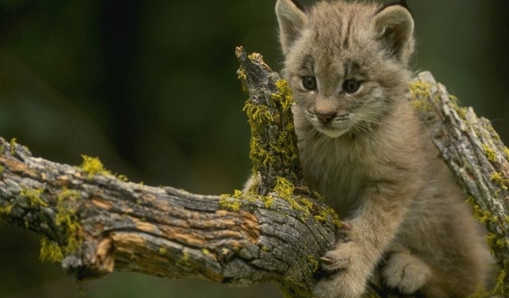 Кот на дереве