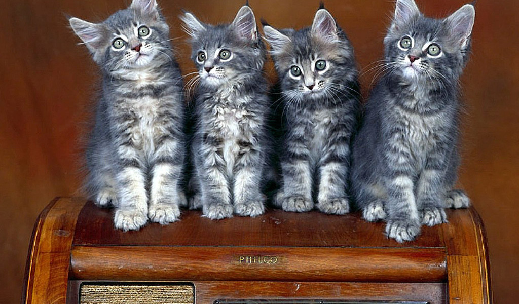 Котята на стуле