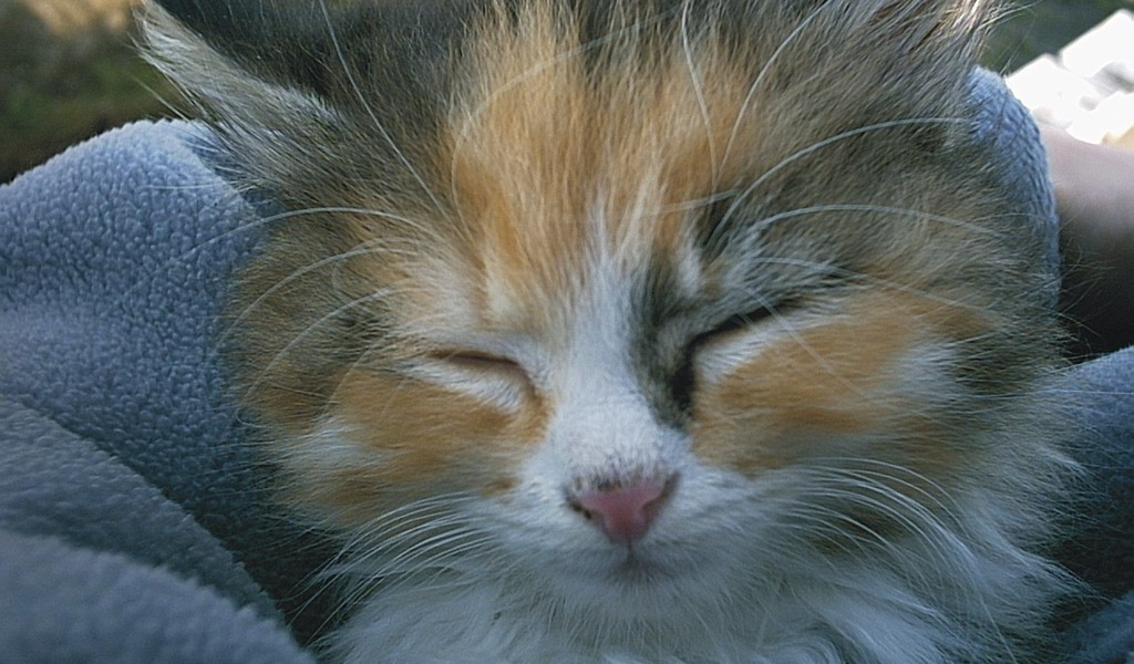 Спящая киска