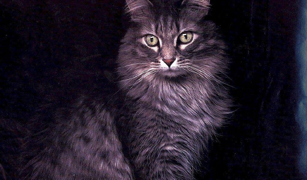 Большой кот