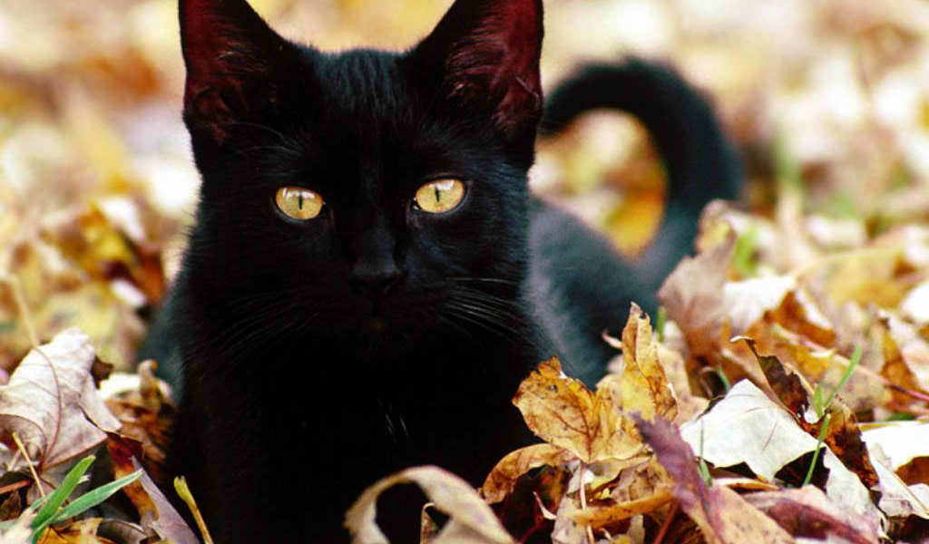 Чёрный кот