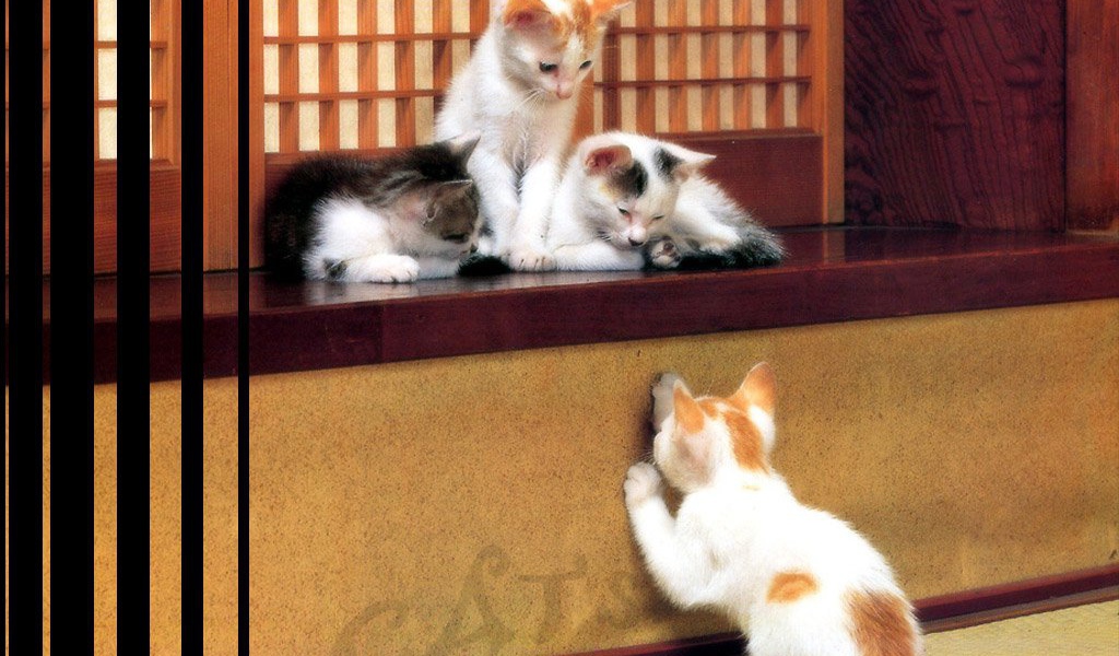 Игривые котята