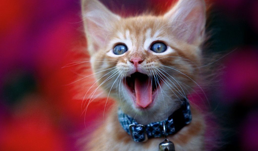 Смешной котёнок