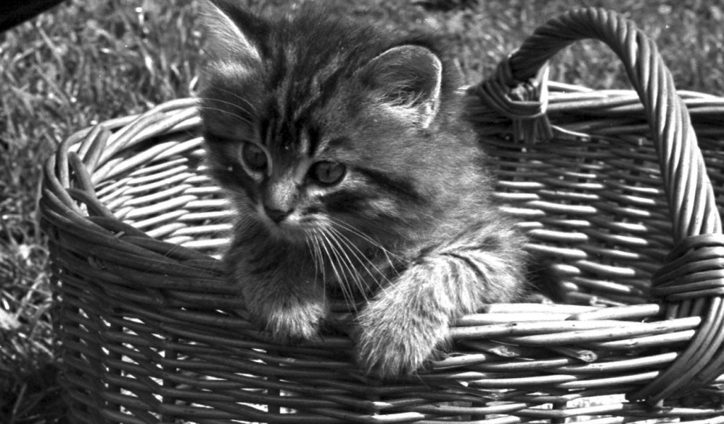 Котёнок в корзинке