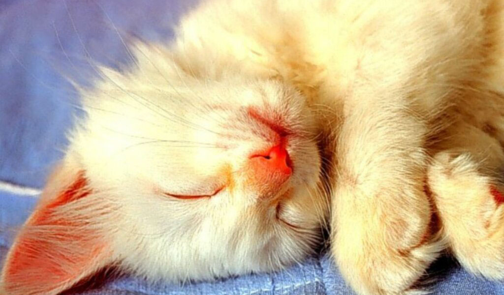 Спящий белый кот