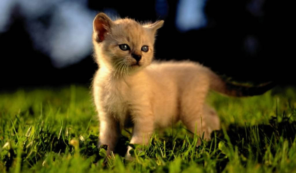 Кошка на траве