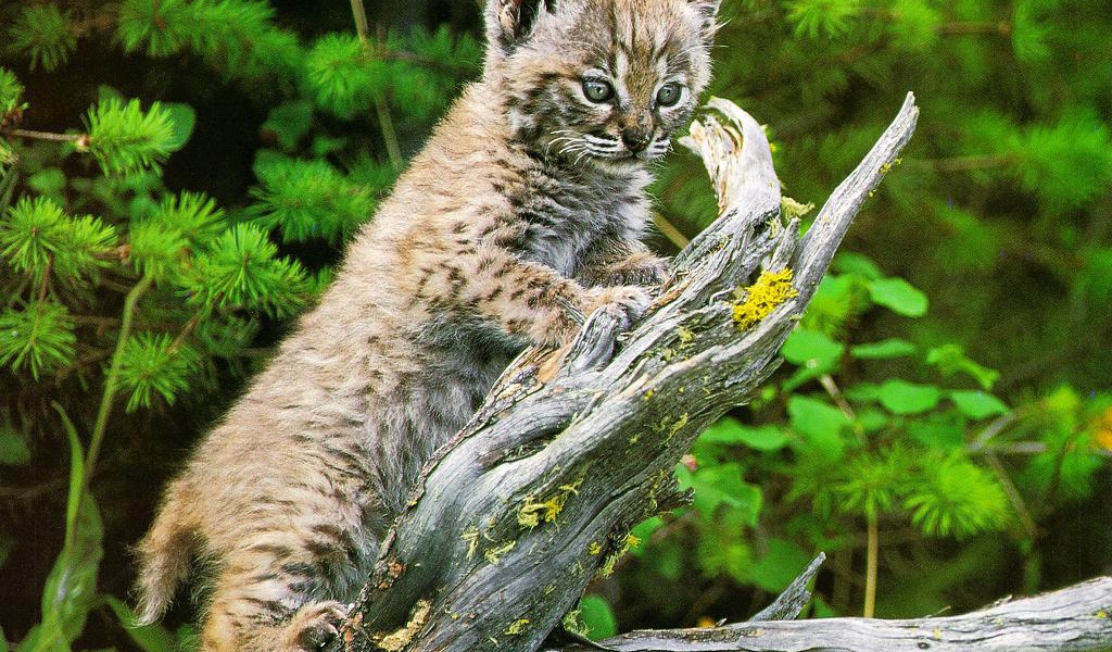 Пятнистый котёнок