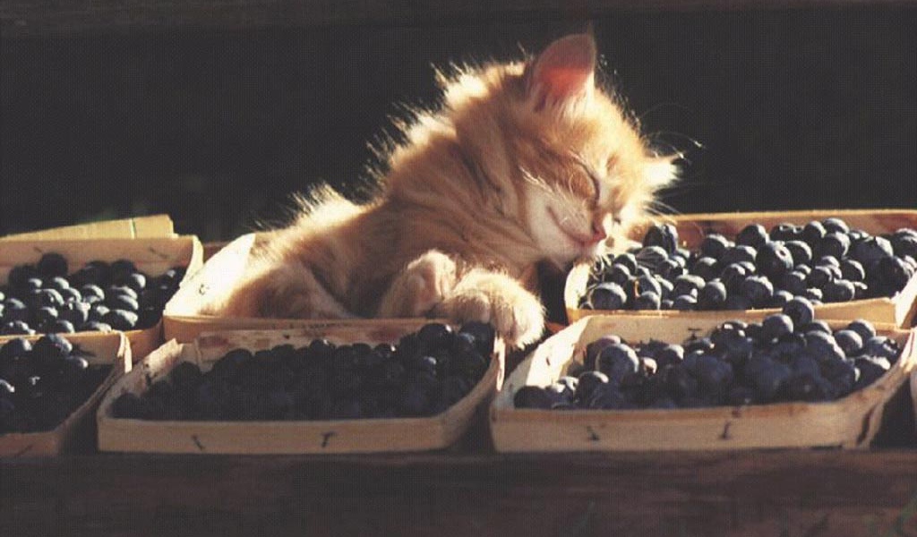 Пушистый кот