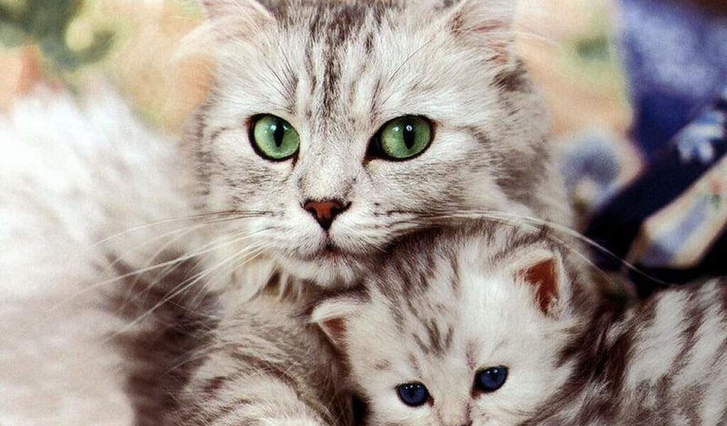 Кошка с котёнком