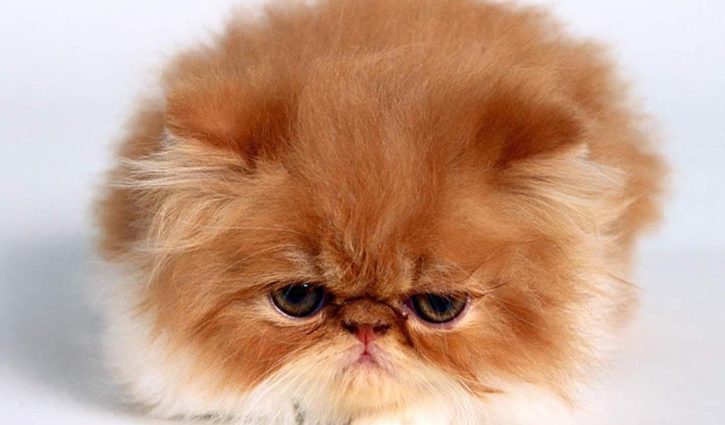 Рыжий пушистый котёнок