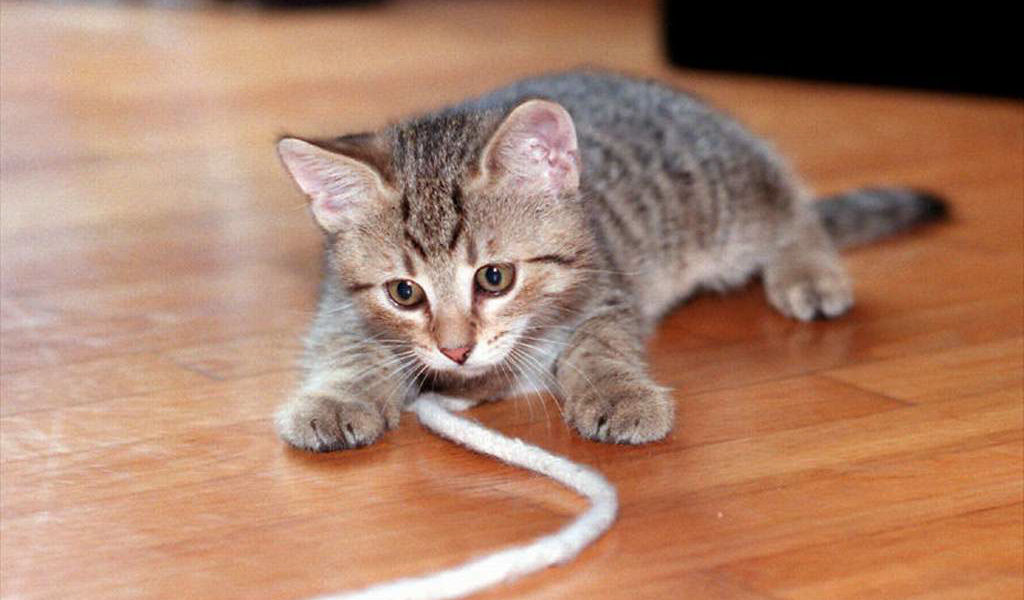 Игривый кот