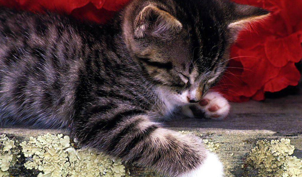 Полосатый кот