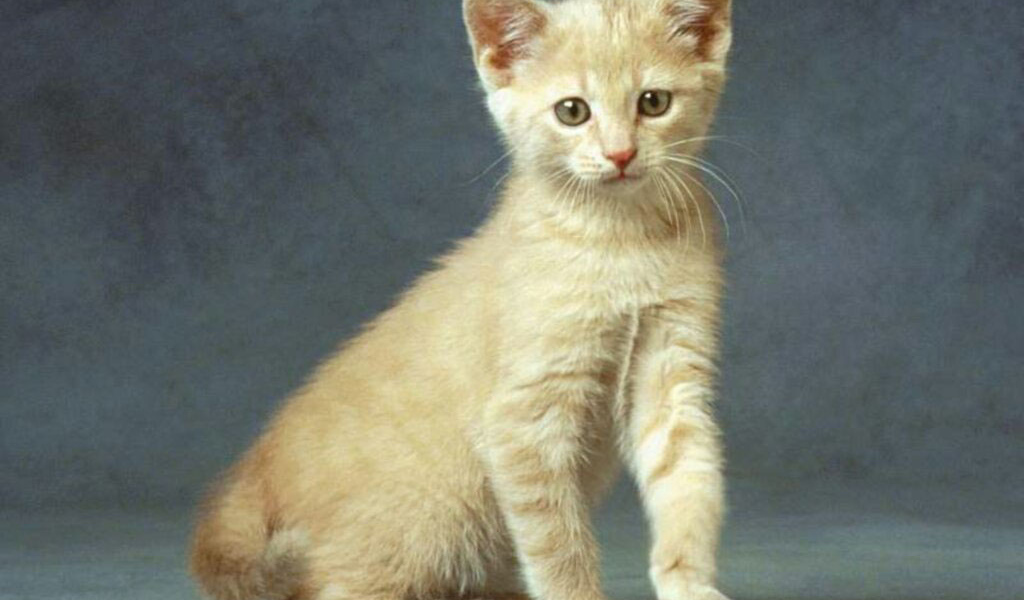 Маленькая кошка