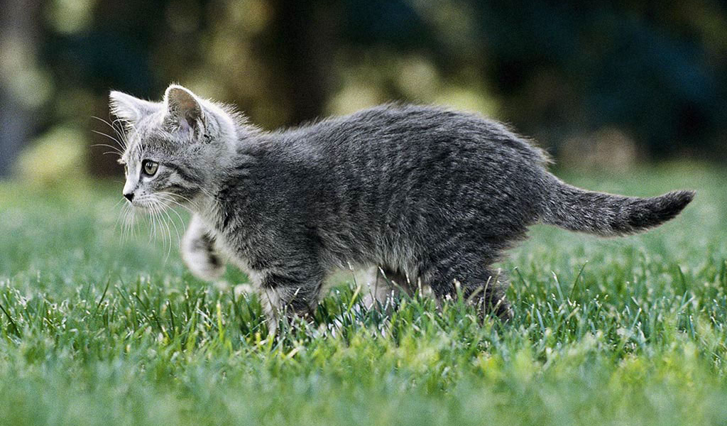 Котёнок играющийся на траве