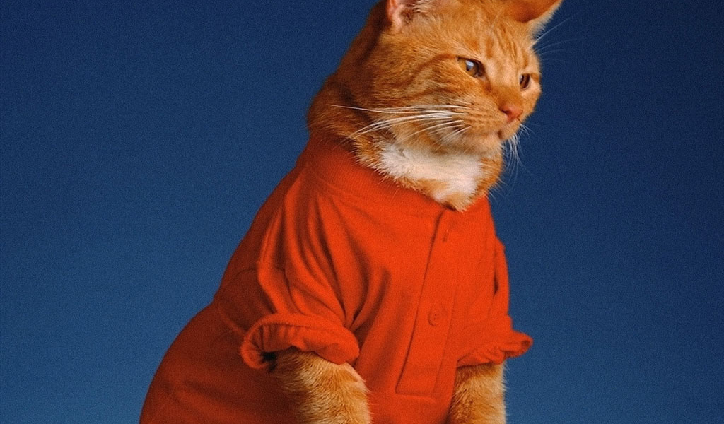 Кошка в одежде
