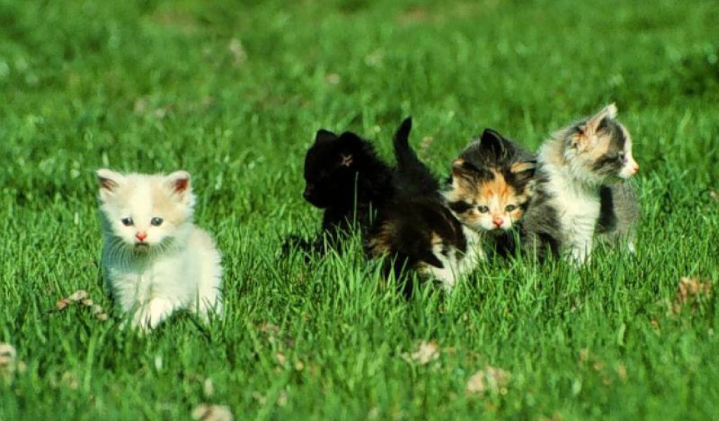 Котята малыши