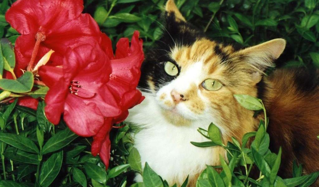 Кошка и цветок